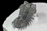 Coltraneia Trilobite Fossil - Huge Faceted Eyes #87465-4